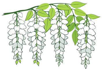 Vector Silhouette Glass Wisteria Flowers on White Background