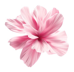 Fototapeta premium Elegant pink flower floating in the air, on transparent background. Cut out design element for beauty, festive themes. Blossom. Mothers or Women's Day.