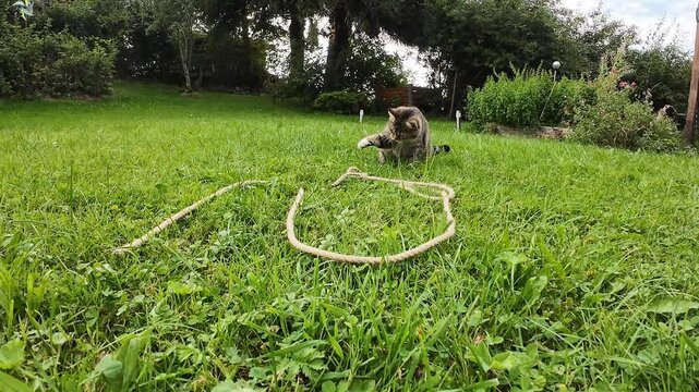 Lustiges Video von einer kleinen Katze die im Gras vorsichtig mit einem Seil spielt