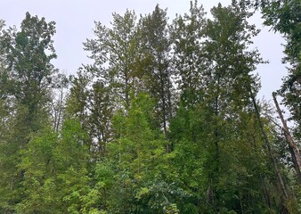 Obraz premium trees in the forest