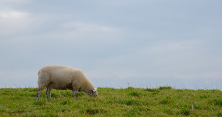 white bear on a meadow