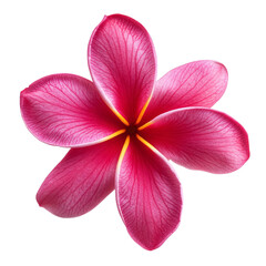 Fototapeta premium Red Plumeria Flower Isolated on White Background – Beautiful Frangipani with Clipping Path