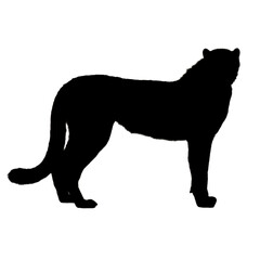 Cheetah Drawing | Cheetah Silhouette | Cheetah Illustration