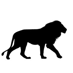 Lion Clipart | Hand Drawn Lion | Lion Illustration