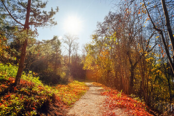 Naklejka premium Amazing autumn park (forest) with colorful trees and sunlight. autumn natural background