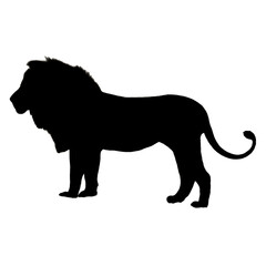Lion Illustration | Lion Drawing | Lion Icon