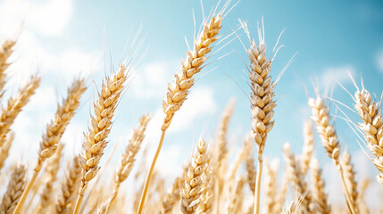 A field of wheat is shown in full bloom
