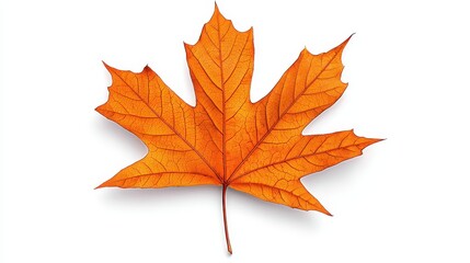 Obraz premium Bright Autumn Maple Leaf Against Crisp White Background