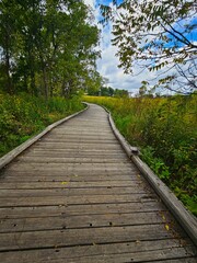 Fototapeta premium A path through the park in the woods, Path Toward Hope
