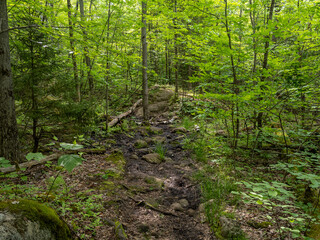 Forest path through a lush green woodland leading up to Haystack Mountain, Lake Placid, New York State.