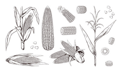 Corn plants. Maize stalk field, vintage outline food sketch with line leaf, retro black and white farm agriculture. Ripe cobs, stalk with leaves, flowers. Vector drawing isolated illustration © SpicyTruffel