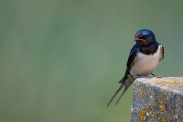A barn swallow sits on the edge of a wall