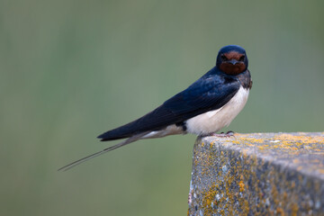 A barn swallow sits on the edge of a wall