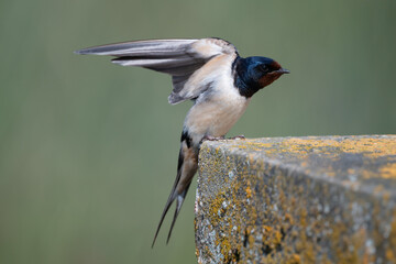 A barn swallow sits on the edge of a wall