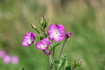 Fototapeta premium Close up of great willwherb (epliobium hirsutum) flowers in bloom
