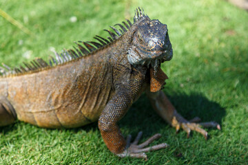 Iguana in Parque Seminario, downtown Guayaquil, Ecuador