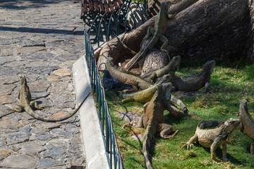 Iguanas in Parque Seminario, downtown Guayaquil, Ecuador
