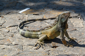 Iguana in Parque Seminario, downtown Guayaquil, Ecuador