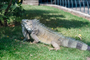 Iguana in Parque Seminario, downtown Guayaquil, Ecuador
