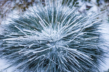 A Beautiful winter background on nature in travel park