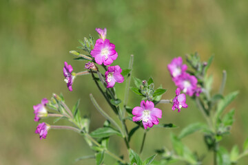 Close up of great willowherb (epliobium hirsutum) flowers in bloom