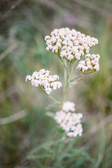 Dreaming of Yarrow