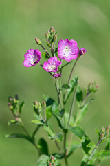 Close up of great willwherb (epliobium hirsutum) flowers in bloom