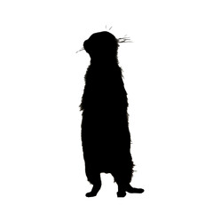 Meerkat Clipart | Hand Drawn Meerkat | Meerkat Illustration
