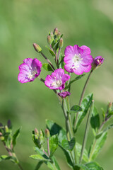 Fototapeta premium Close up of great willowherb (epliobium hirsutum) flowers in bloom