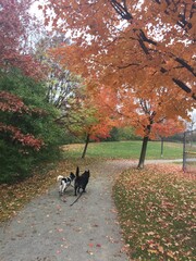 dog in autumn park