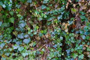 green ivy leaves