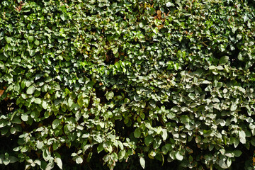 green ivy on wall