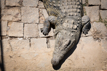 Exploring the crocodile farm in Antananarivo during the sunny afternoon