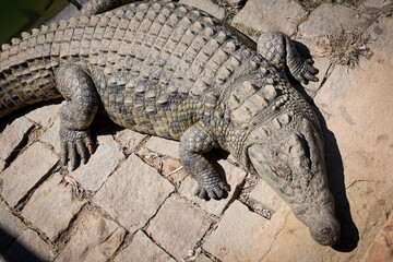 Visit to a crocodile farm in Antananarivo showcasing various crocodile species basking under the sun