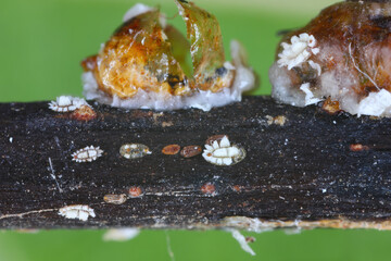 Wax scales in the family Coccidae. Ceroplastes rusci Fig wax scale. A pest of numerous crop plants.