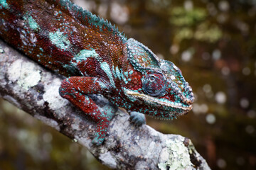 Unique chameleon perched on a branch in the lush forests of Madagascar during the day