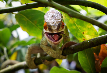 A chameleon perched on a branch in Madagascar, showcasing its vibrant colors and hunting behavior among lush greenery