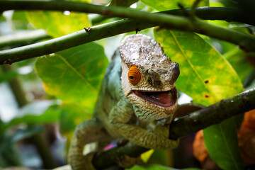 Colorful chameleon resting on branches amidst lush foliage in Madagascar