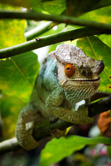 Chameleon perched on branch surrounded by lush greenery in Madagascar during daylight hours