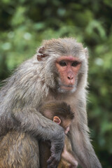 Portrait of a soaked macaque with a baby macaque.