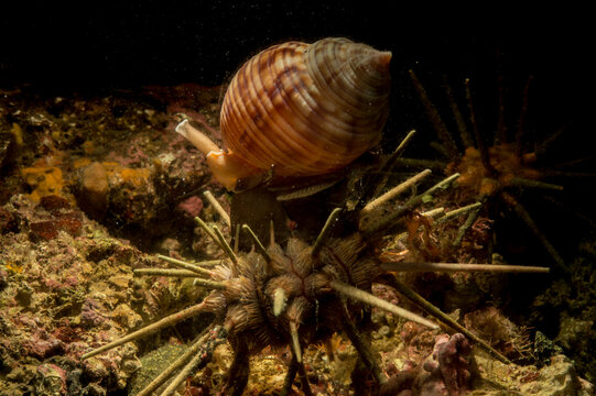Cassis (Phalium granulatum) preying on an Alghero sea urchin. Sardinia. Sardinia. Italy