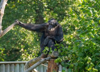 mammal, wild, wildlife, nature,