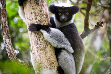 Indri lemur climbing a tree in the lush forests of Madagascar during daylight hours