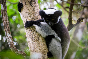 Indri lemur clings to a tree branch in Madagascar's lush rainforest during daylight