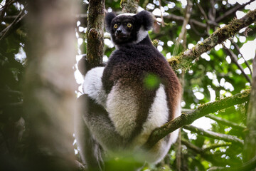Indri lemur resting high in a tree in Madagascar's lush rainforest, showcasing its distinctive black and white fur
