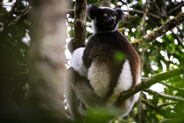 Indri lemur resting on a branch in the lush forests of Madagascar during the daytime