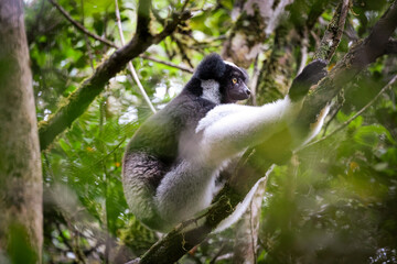 Indri lemur resting on a tree branch in the lush forests of Madagascar during daylight hours