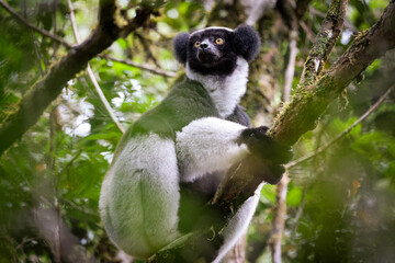 Indri lemur resting on a tree branch in the lush forests of Madagascar during midday