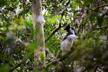 Indri lemur climbing high in the trees of Madagascar during a sunny afternoon