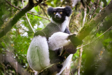 Indri lemur perched on a branch amidst the lush foliage of Madagascar, showcasing its unique black and white fur in daylight